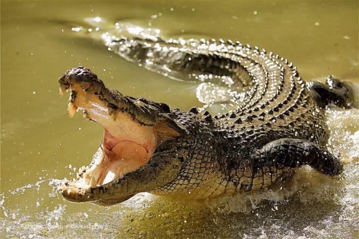 Boy Injured in Crocodile Attack Along River Athi