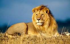 Lion Suspected of Attacking a Motorcyclist in Kilifi