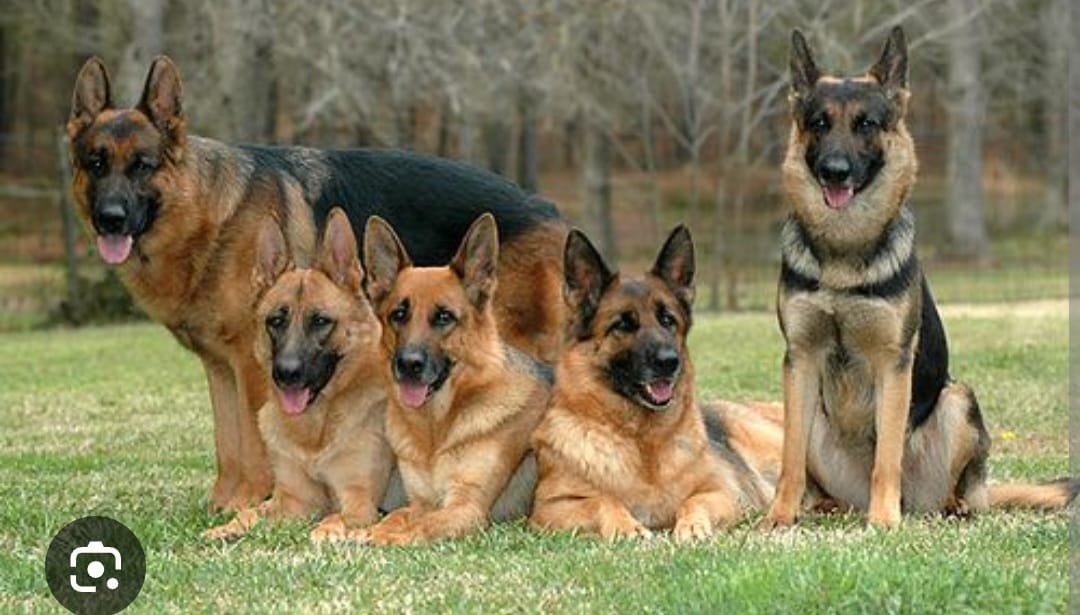Jogger Mauled by 15 Dogs at Kilifi Beach, Hospitalised with Serious Injuries