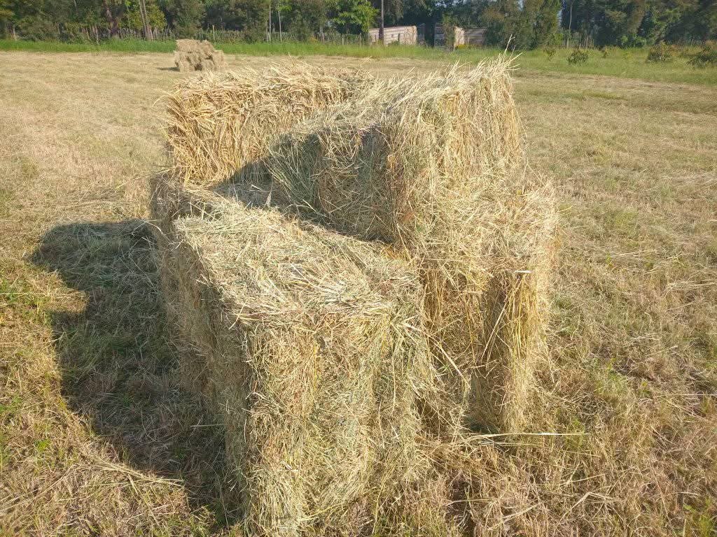 Nine Injured in Balambala Family Fight Over Hay Distribution