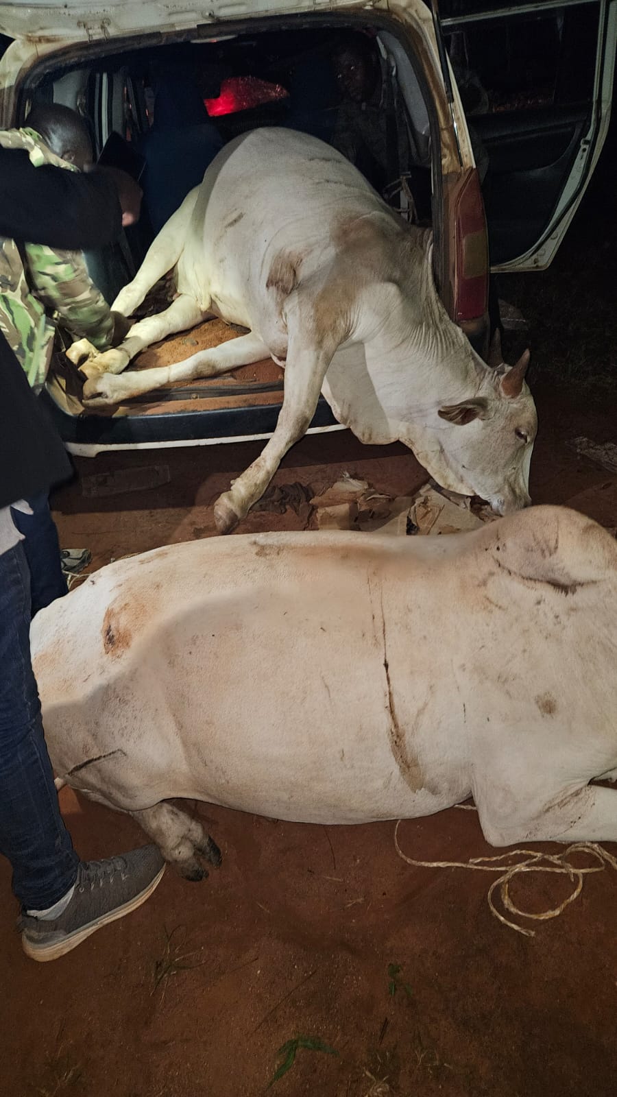Two arrested with two stolen cows in Kilifi
