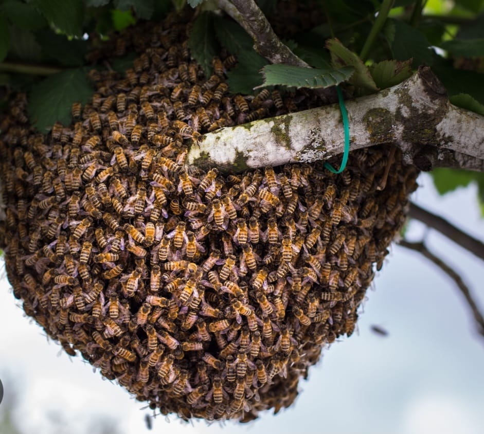 Man dies after being attacked by Swarm of Bees in Maua