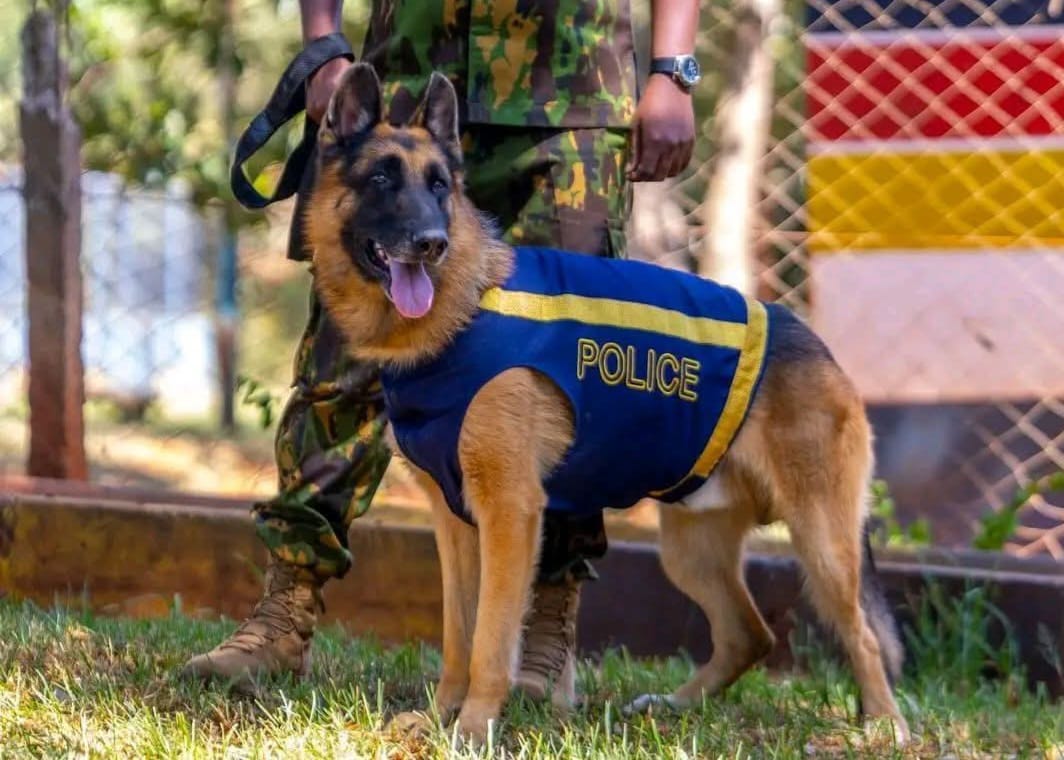Police recover suspected police dog tied in Molo forest