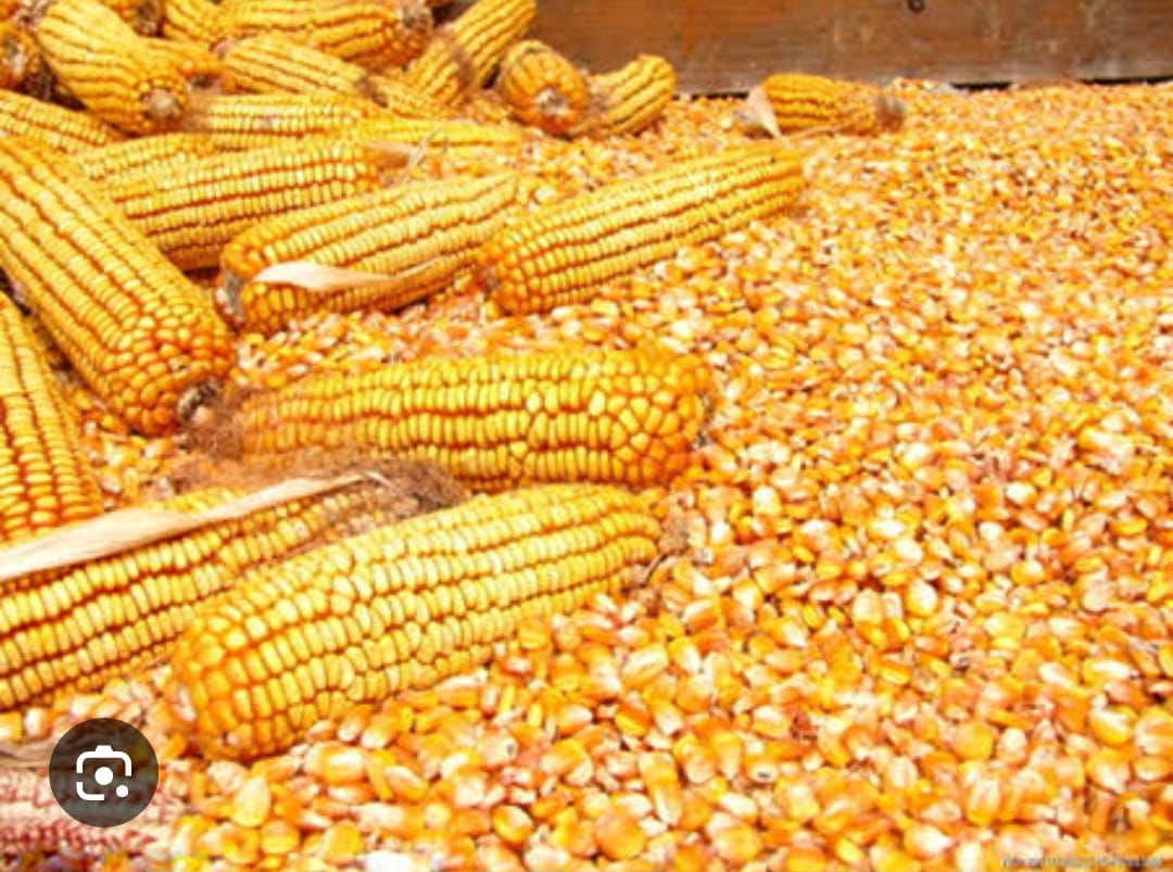 Man, 26,killed by mob over alleged maize theft in Khwisero