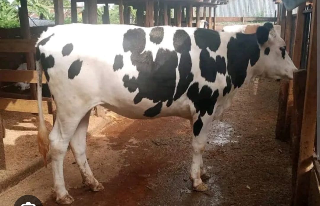 Two suspects arrested after alleged bestiality incident in Juja