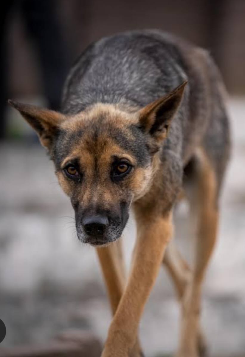 Police officer bitten by stray dog in Garissa