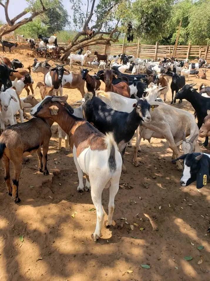 Armed gang raids Elgeyo-Marakwet homestead,steals livestock worth Sh700,000