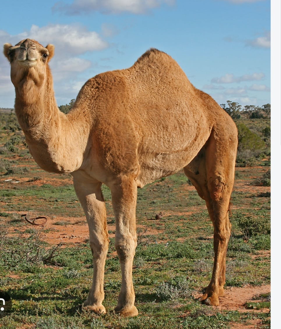 Camel ownership dispute leaves one dead in Wajir